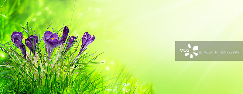 蓝色藏红花在田园诗般的绿色春天草地上阳光抽象背景旗帜图片素材