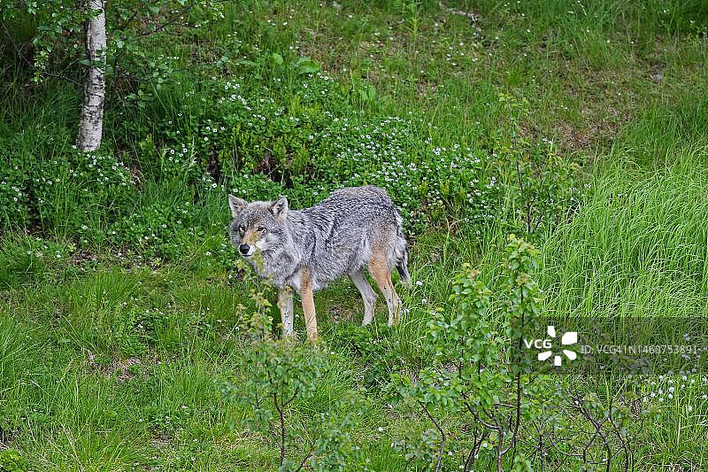 欧洲灰狼(犬科狼)产于拉普兰，瑞典，斯堪的纳维亚图片素材