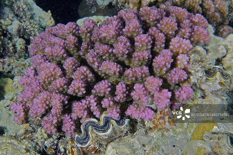 覆盆子珊瑚:石珊瑚。潜水地点House Reef，红树林湾，El Quesir，红海，埃及图片素材