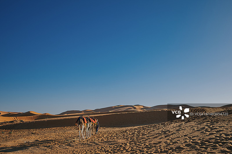 日落时分，骆驼商队穿过摩洛哥的北撒哈拉沙漠图片素材