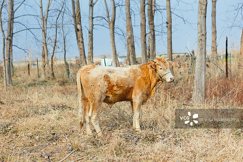 冬天，牛在室外圈养图片素材