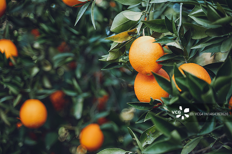 靠近成熟的橘子林，绿色的树枝上有多汁的柑橘，花园里有橘子图片素材