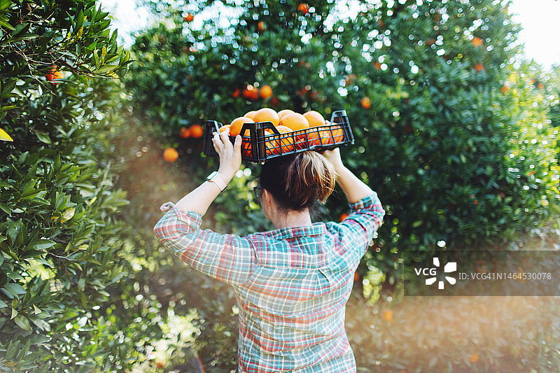 女农民在果园里采摘橘子图片素材
