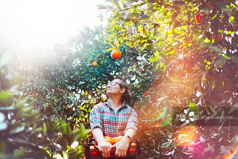 女农民在果园里采摘橘子图片素材