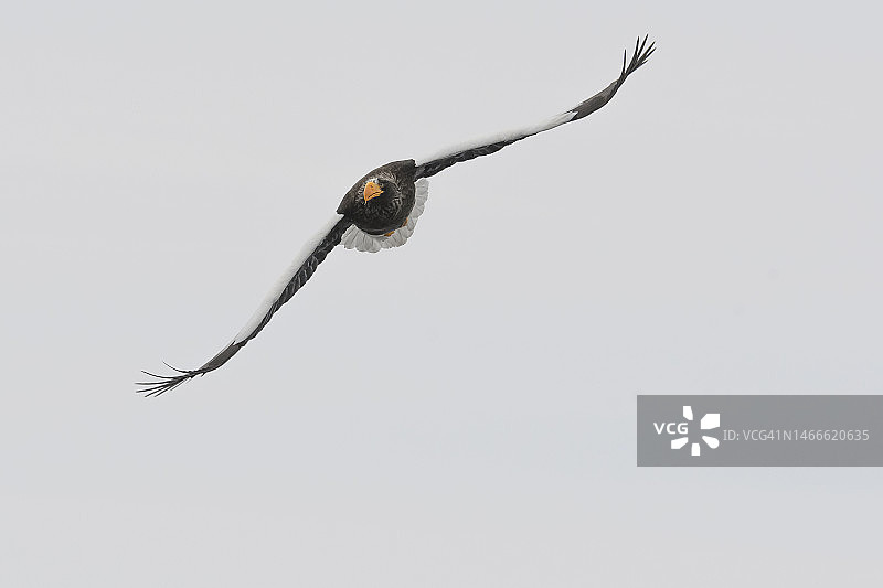 斯特勒在日本北海道的乌乌斯的海鹰(haliaetus pelagicus)图片素材