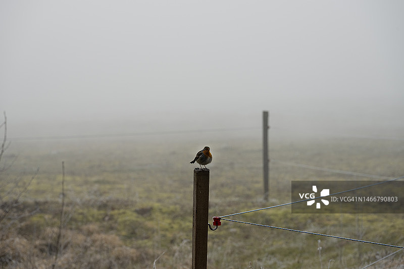 雾中的欧洲知更鸟图片素材