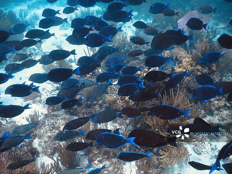 维尔京群岛的蓝唐鱼群图片素材