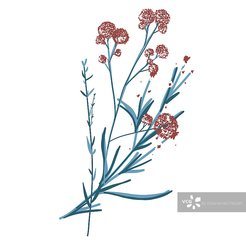 树枝上的野花。野花图标。手绘草甸植物隔离在透明背景图片素材