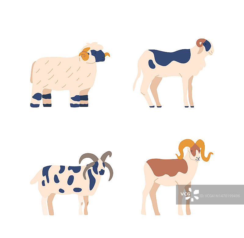 不同品种的羊具有不同的皮毛图案和颜色，适合用于有关牲畜育种的文章图片素材