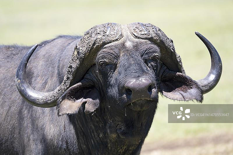 海角水牛，也叫黑水牛(Syncerus caffer)或草原水牛，正面肖像，坦桑尼亚恩戈罗恩戈罗保护区图片素材