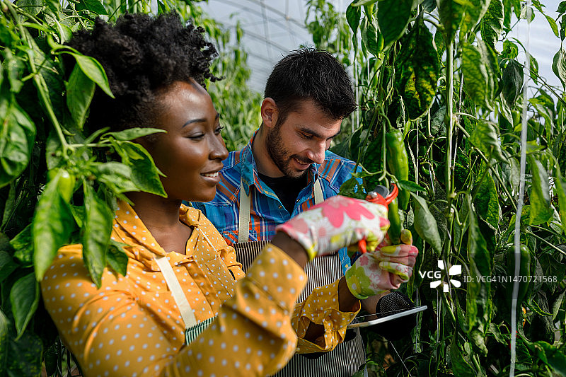 一个年轻的男人和一个拿着笔记本电脑的非洲女同事正在分析一个菜园里的甜椒。图片素材