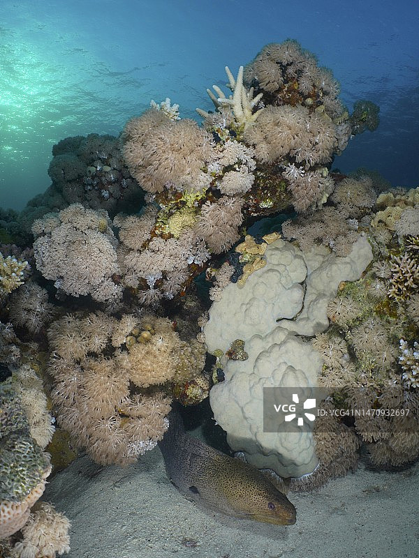 巨海鳗(Gymnothorax javanicus)在一个大珊瑚块下。潜水地点House Reef，红树林湾，El Quesir，红海，埃及图片素材