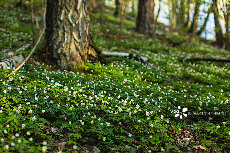 精灵森林。春天的花朵图片素材