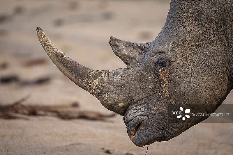 白犀牛，方唇犀牛或犀牛，角鼻犀，普马兰加。南非图片素材