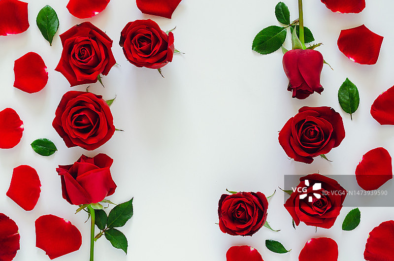 红色的玫瑰和它的花瓣和叶子放在白色背景与方形空间情人节图片素材