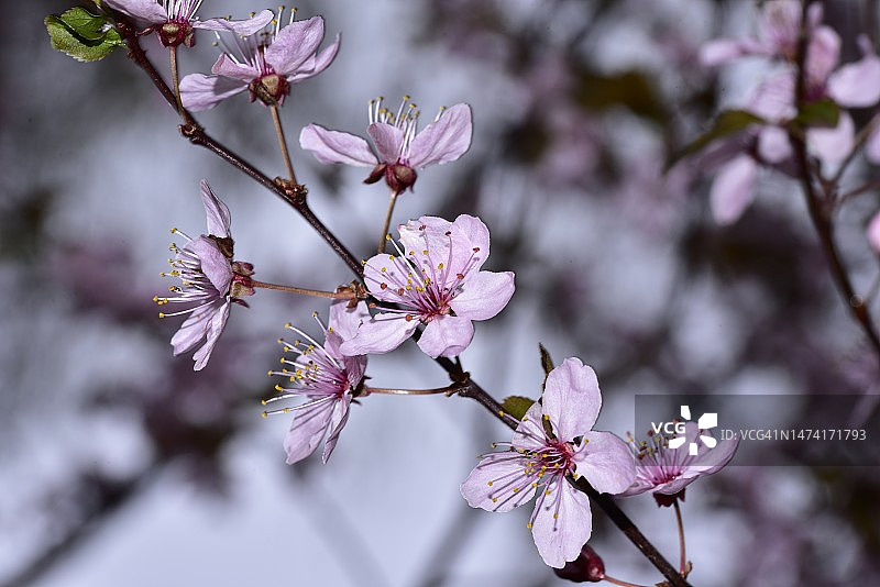 塞尔维亚，阳光下非常漂亮的春天花朵图片素材