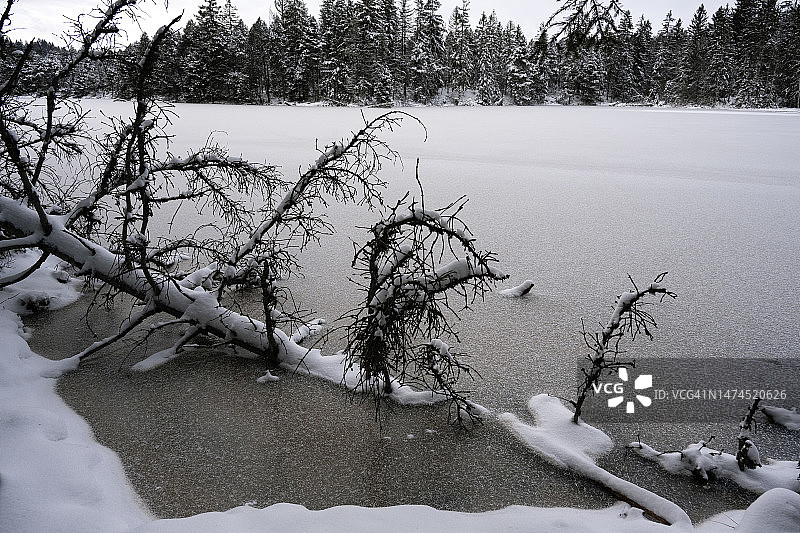 Frozen Etang de la Gruère lake and tree with snow图片素材