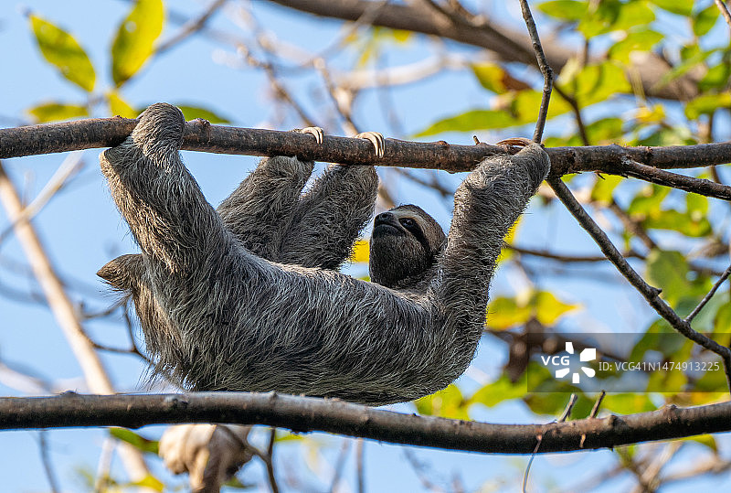 哥斯达黎加太平洋海岸曼努埃尔·安东尼奥国家公园的野生三趾树懒图片素材