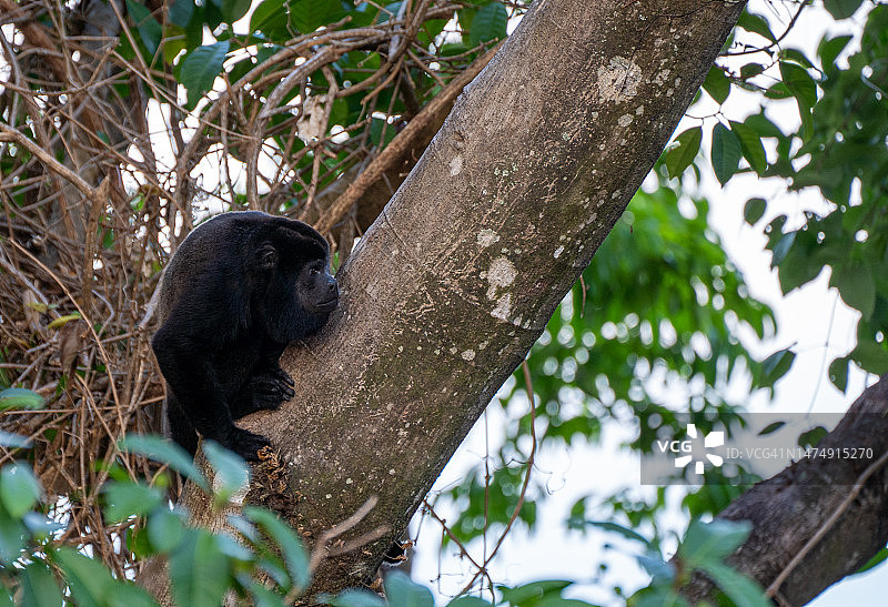 哥斯达黎加太平洋海岸曼努埃尔·安东尼奥国家公园的野生吼猴图片素材