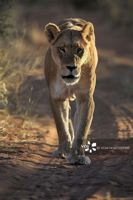 狮子(Panthera leo)，成年，雌性，警觉，奔跑，南非北开普喀拉哈里岛茨瓦鲁野生动物保护区图片素材