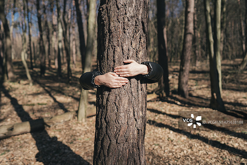 在森林里抱着树干的手。图片素材
