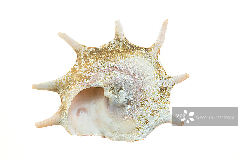 贝壳桫椤属图片素材