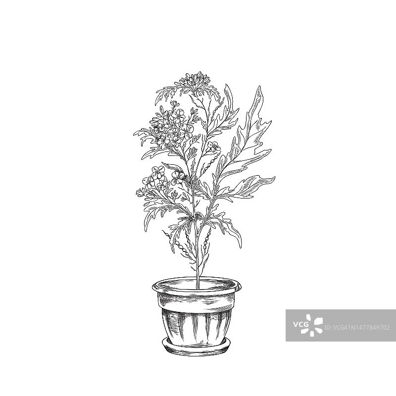 手绘单色芥末植物在花盆素描风格图片素材