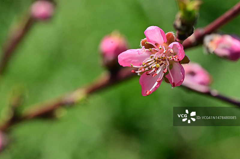 塞尔维亚，我的花园里有非常漂亮的五颜六色的春天花朵图片素材