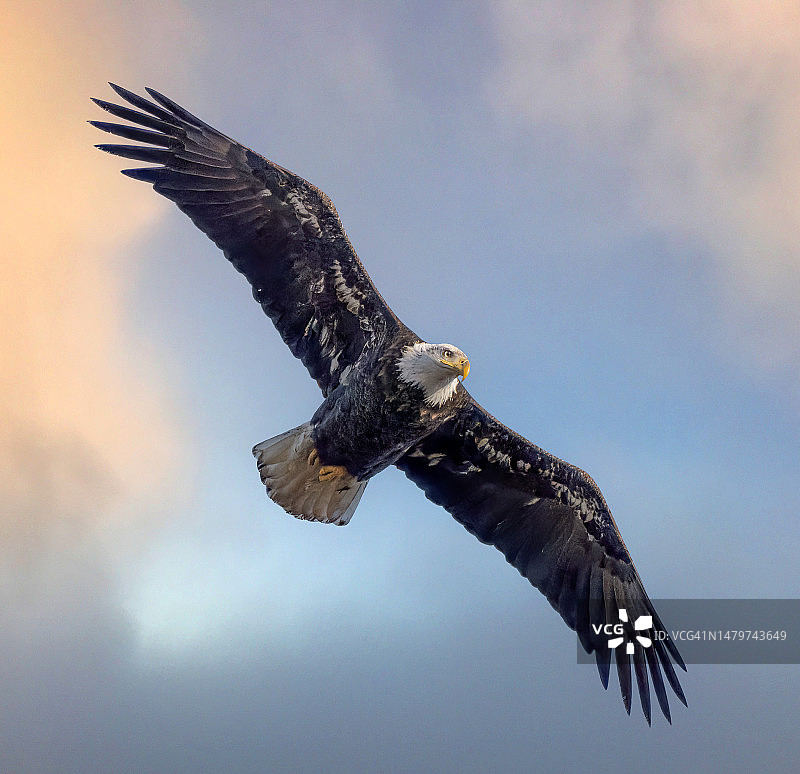 低角视图的秃鹰飞行对天空图片素材