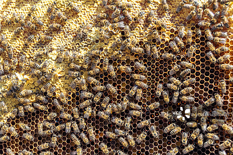 摘要蜂房是由蜂箱填充而成的六边形结构图片素材