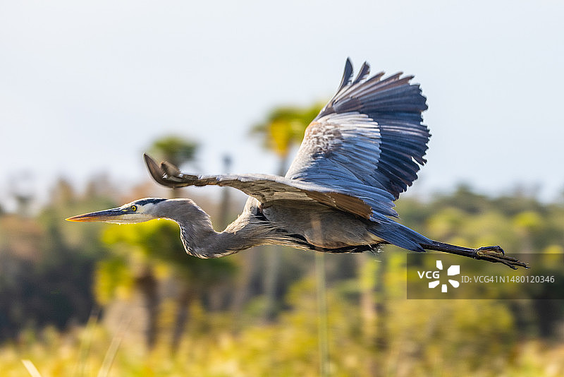 特写苍鹭在晴朗的天空中飞行，奥兰多湿地公园，美国图片素材