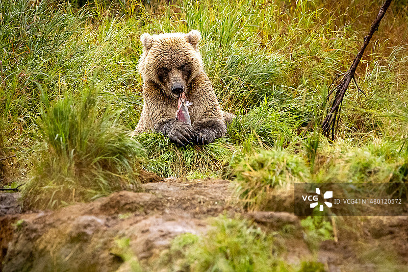 一只棕熊在田野里散步，卡特迈国家公园和保护区，美国图片素材