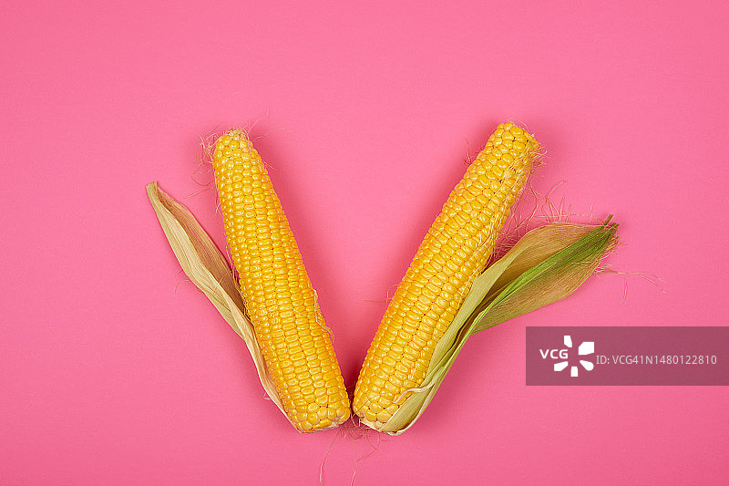 粉红色背景上的两个成熟的黄色玉米棒，罗马尼亚图片素材