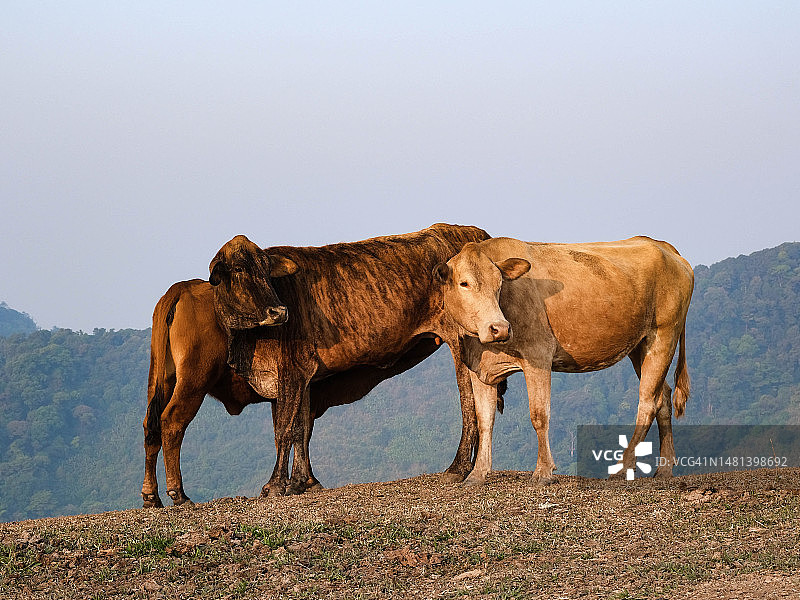 一群牛在夏季草地上的山背景，泰国图片素材