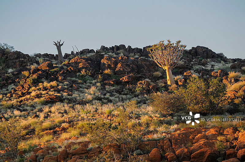 一天最后的阳光照亮箭袋树，奥格拉比斯山谷，南非图片素材