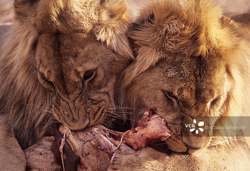 南非小狮子的特写镜头图片素材
