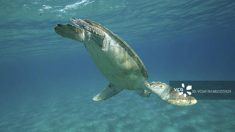 海龟潜入覆盖着绿色海草的沙质海底深处。绿海龟(Chelonia mydas)特写，水下拍摄。红海，埃及图片素材
