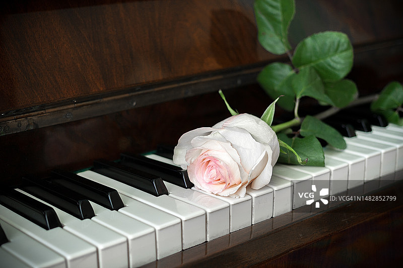 钢琴键盘上放着一朵淡粉色的玫瑰图片素材