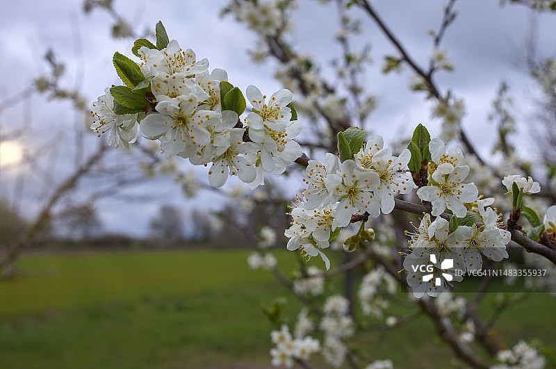德国春天白色樱花的特写图片素材