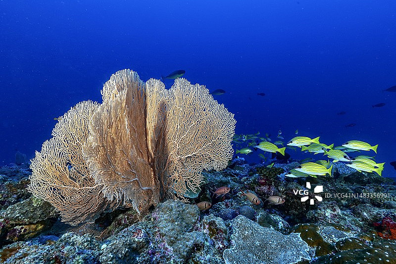 马约特岛珊瑚的近景图片素材