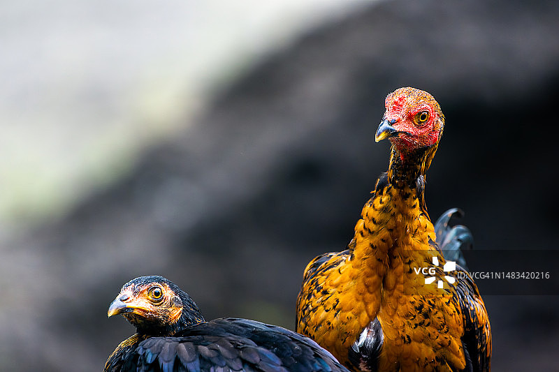封闭母鸡自由放养鸡在橙色和黑色的组合图片素材