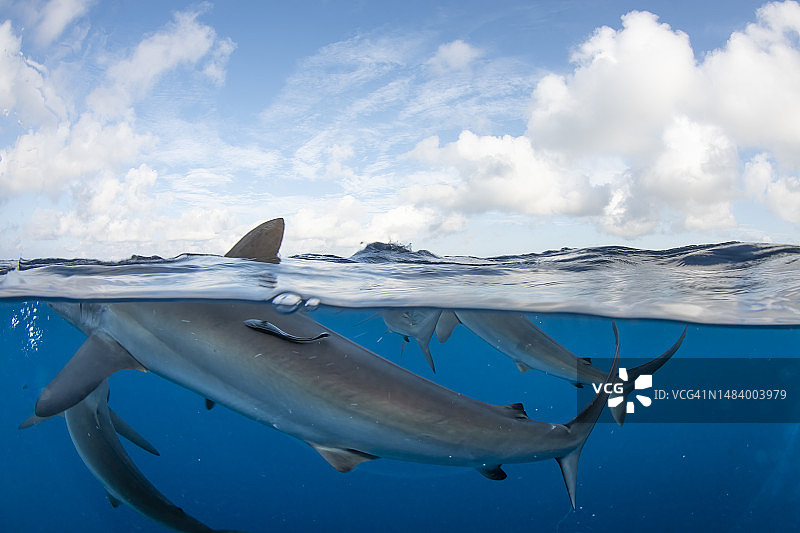 光滑的鲨鱼在水面上图片素材