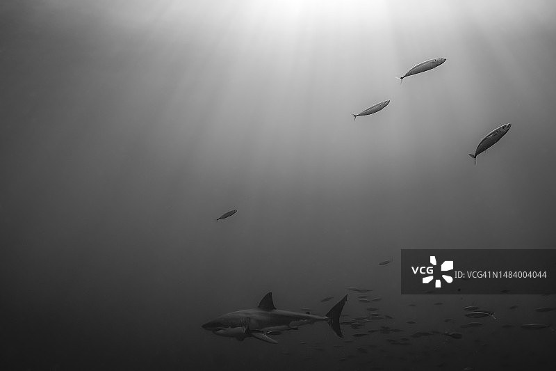 大白鲨在深海与小鱼，黑色和白色图片素材