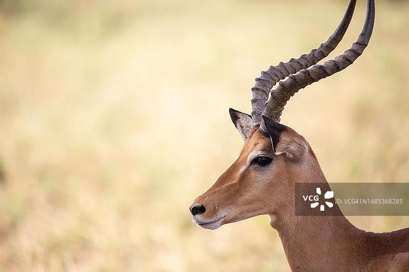 从侧面拍摄的瞪羚肖像。在肯尼亚东察沃国家公园的绿色大草原上图片素材