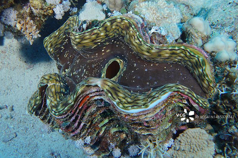 有槽巨型蛤(Tridacna squamosa)，杀手蛤，潜水地点House Reef, El Quesir，红海，埃及图片素材