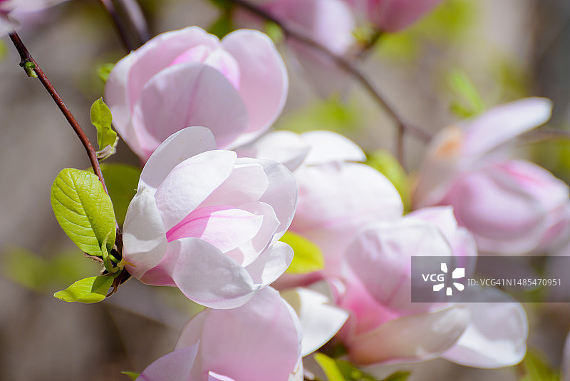 美丽的粉红色木兰花春天的背景，罗马尼亚图片素材