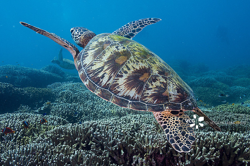 珊瑚床上的绿海龟图片素材