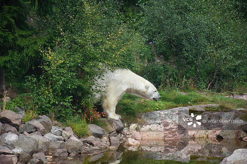 一只白熊在河边的天然森林里图片素材
