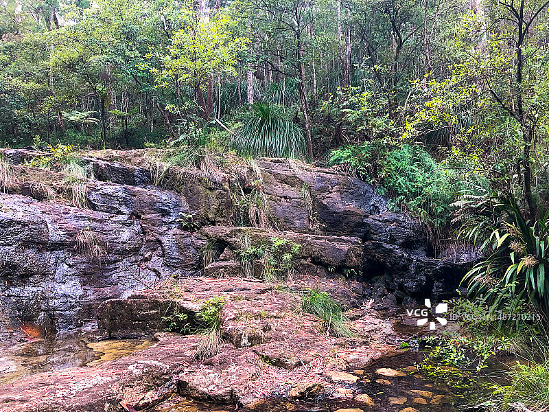 Koonyum Ranges雨林景观图片素材