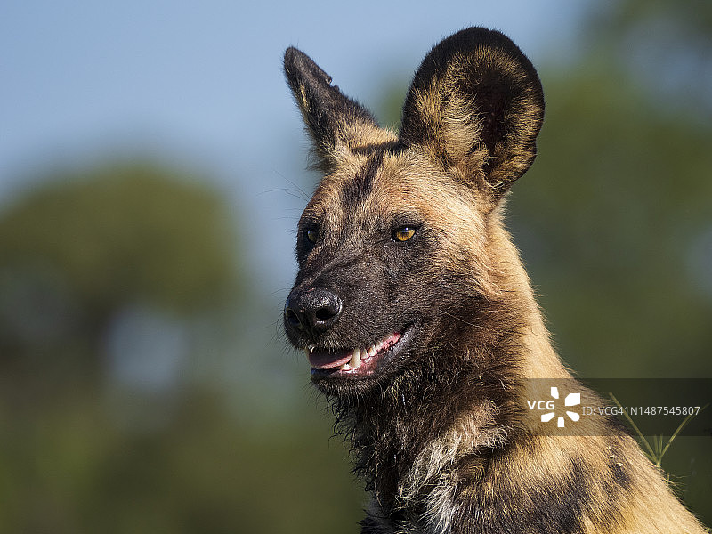 非洲野狗(Lycaon pictus)在奥卡万戈三角洲的肖像图片素材